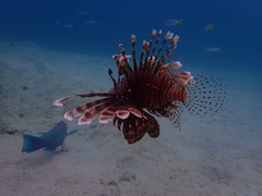 Pterois volitans