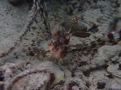 Pterois volitans