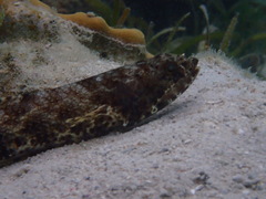 Synodontidae