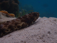 Synodontidae