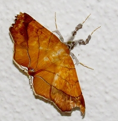 Gracilodes caffra