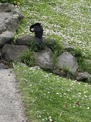 Microcarbo melanoleucos brevirostris