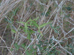 Berberis trifoliolata