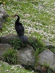 Microcarbo melanoleucos brevirostris