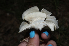 Clitocybaceae