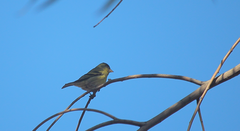 Spinus barbatus