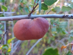 Andricus quercuscalifornicus