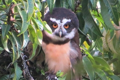 Pulsatrix perspicillata