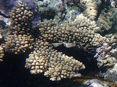 Acropora sarmentosa