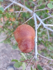 Andricus quercuscalifornicus