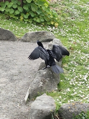 Microcarbo melanoleucos brevirostris