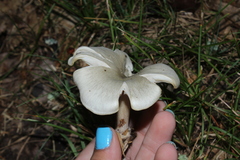 Clitocybaceae