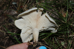 Clitocybaceae