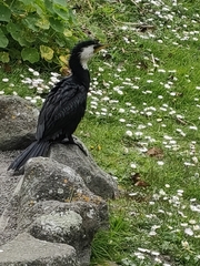 Microcarbo melanoleucos brevirostris