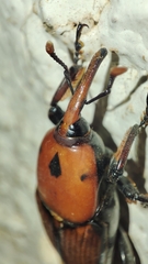 Rhynchophorus ferrugineus