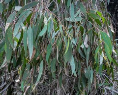 Eucalyptus radiata