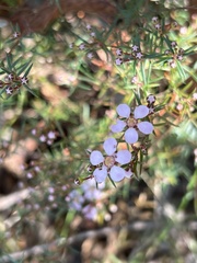 Euryomyrtus ramosissima