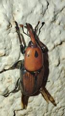 Rhynchophorus ferrugineus