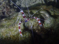 Stenopus hispidus
