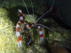 Stenopus hispidus