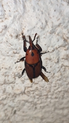 Rhynchophorus ferrugineus