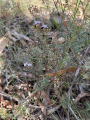 Euryomyrtus ramosissima