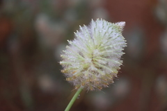 Ptilotus xerophilus