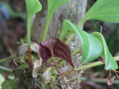 Masdevallia alismifolia
