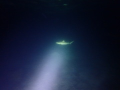 Carcharhinus melanopterus