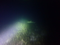 Carcharhinus melanopterus