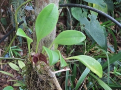 Masdevallia alismifolia