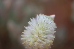 Ptilotus xerophilus