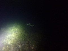 Carcharhinus melanopterus