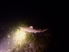 Carcharhinus melanopterus