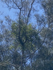 Loranthaceae