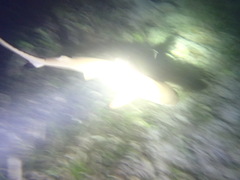 Carcharhinus melanopterus