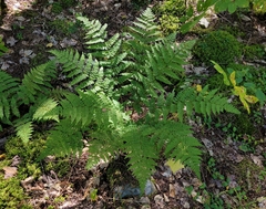Dryopteris campyloptera