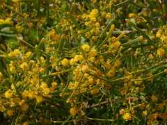 Acacia ligulata