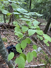 Cornus alternifolia