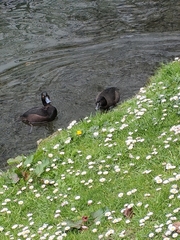 Aythya novaeseelandiae