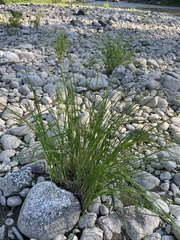Carex kelloggii