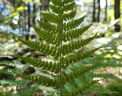 Dryopteris campyloptera