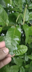 Piper tuberculatum