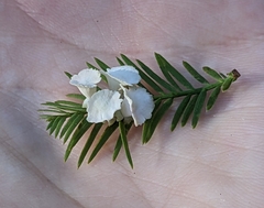 Taxodiomyia cupressi