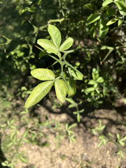 Citrus trifoliata