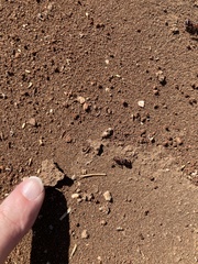 Pogonomyrmex rugosus
