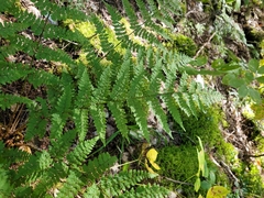 Dryopteris campyloptera