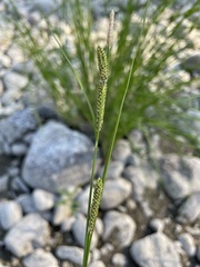 Carex kelloggii
