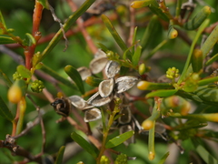 Acacia ligulata