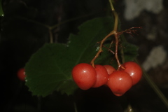 Menispermaceae